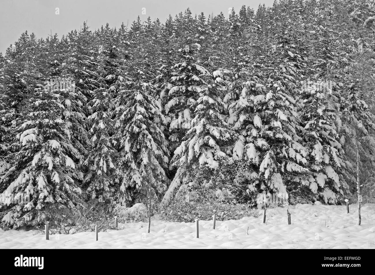 Snow covered Pine Trees on the slopes of Creag Innis an Daimh Dhuibh Stock Photo