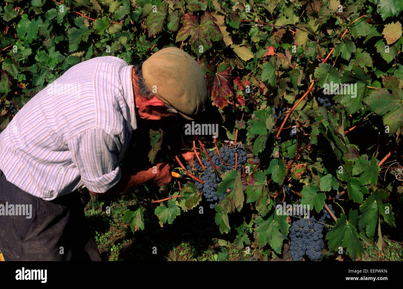 italy, basilicata, vineyards, grape harvest, farmer hand picking grapes