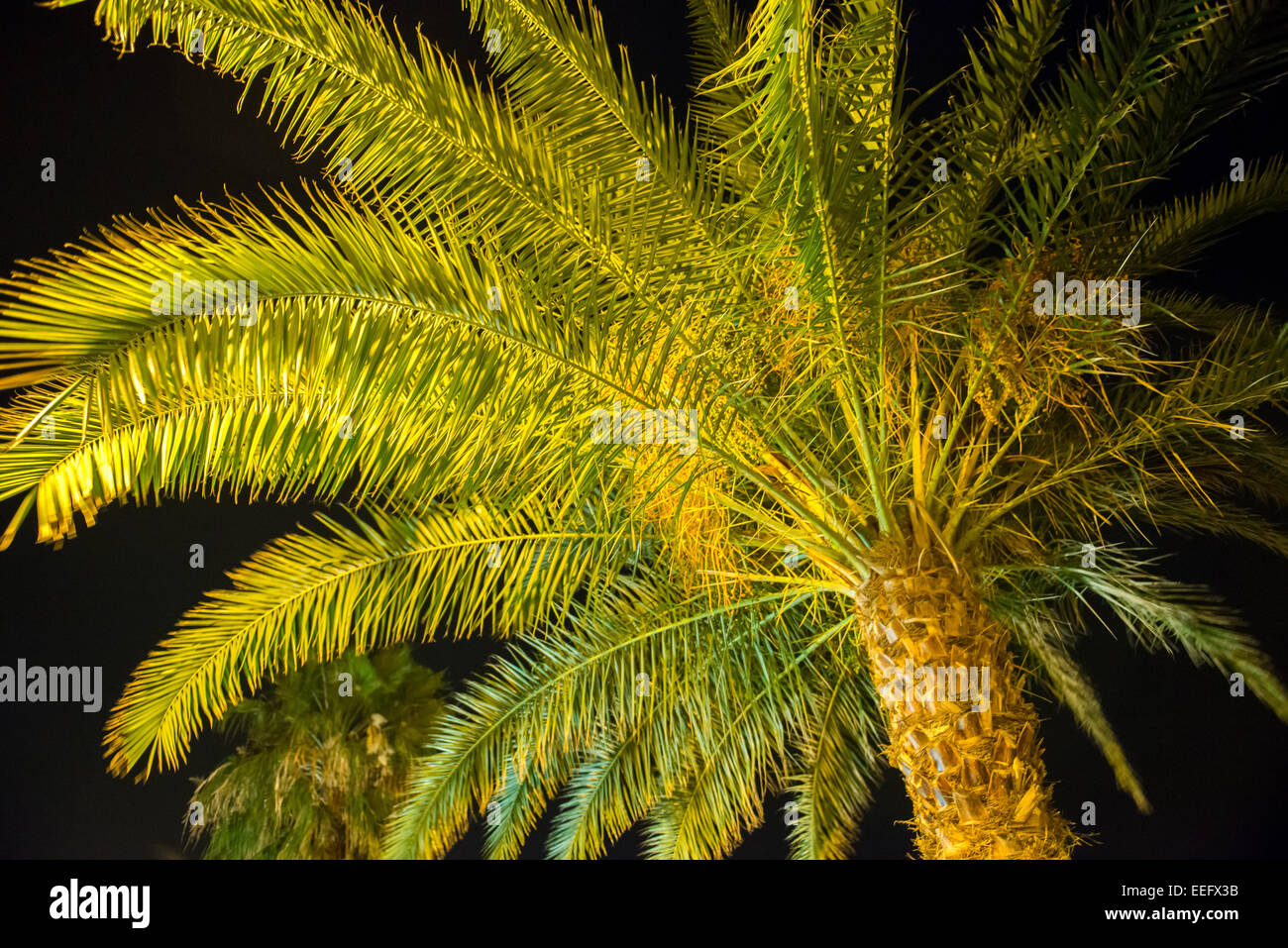 Palm tree at night Stock Photo