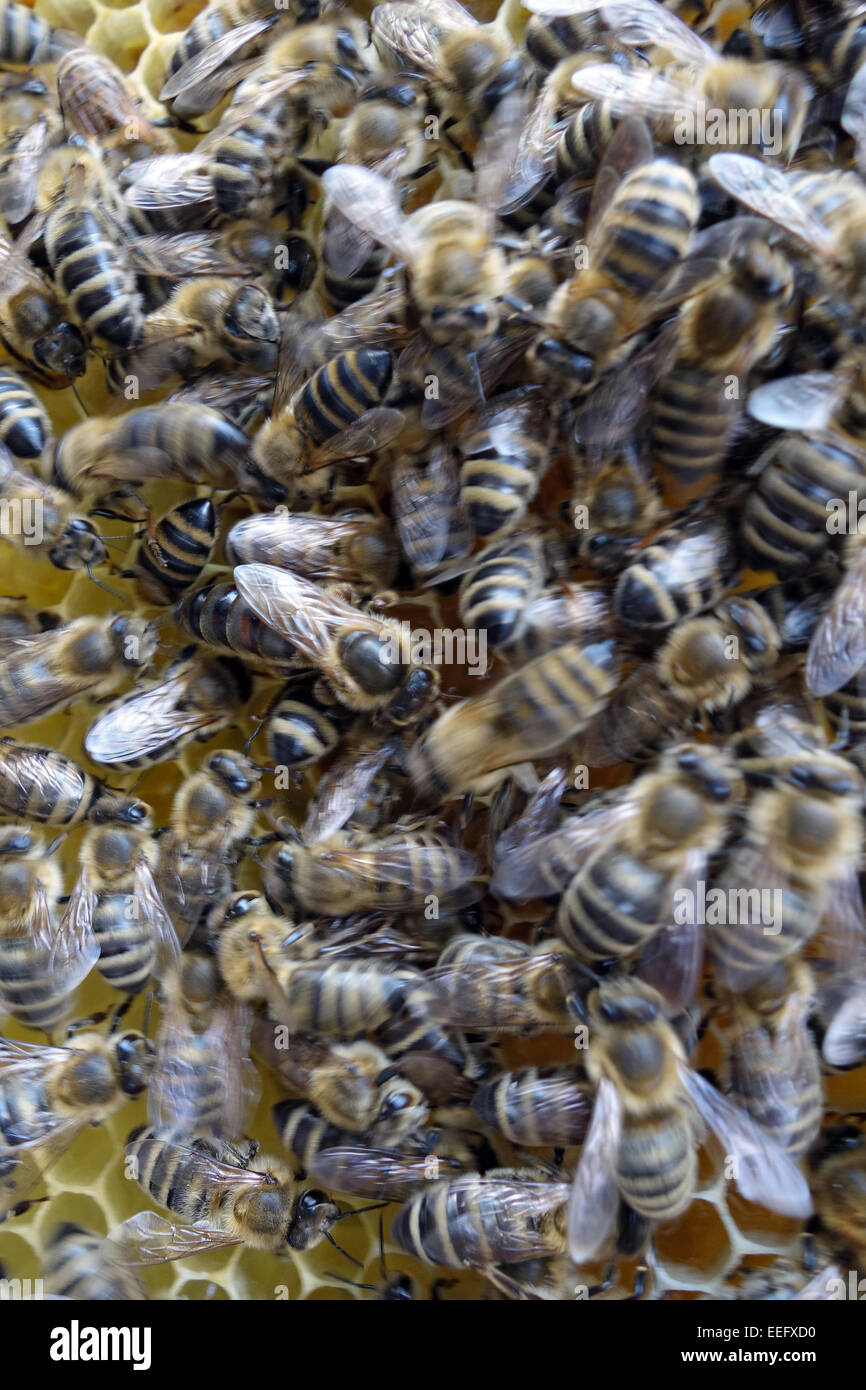 Berlin, Germany, and honey bees on a honeycomb Bienenkoenigin Stock Photo