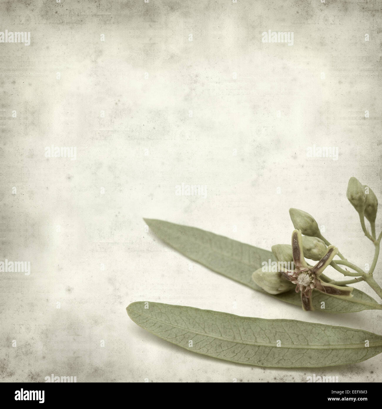 textured old paper background with dogbane Periploca Laevigata Stock Photo