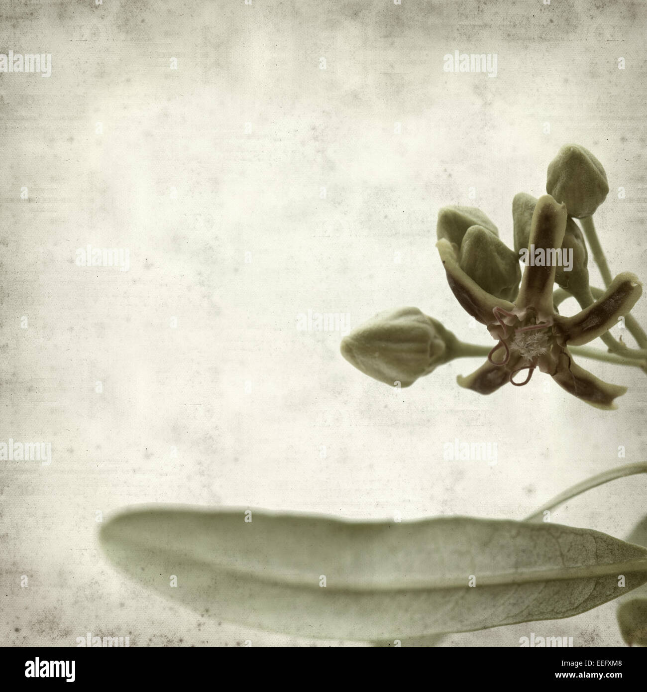 textured old paper background with dogbane Periploca Laevigata Stock Photo