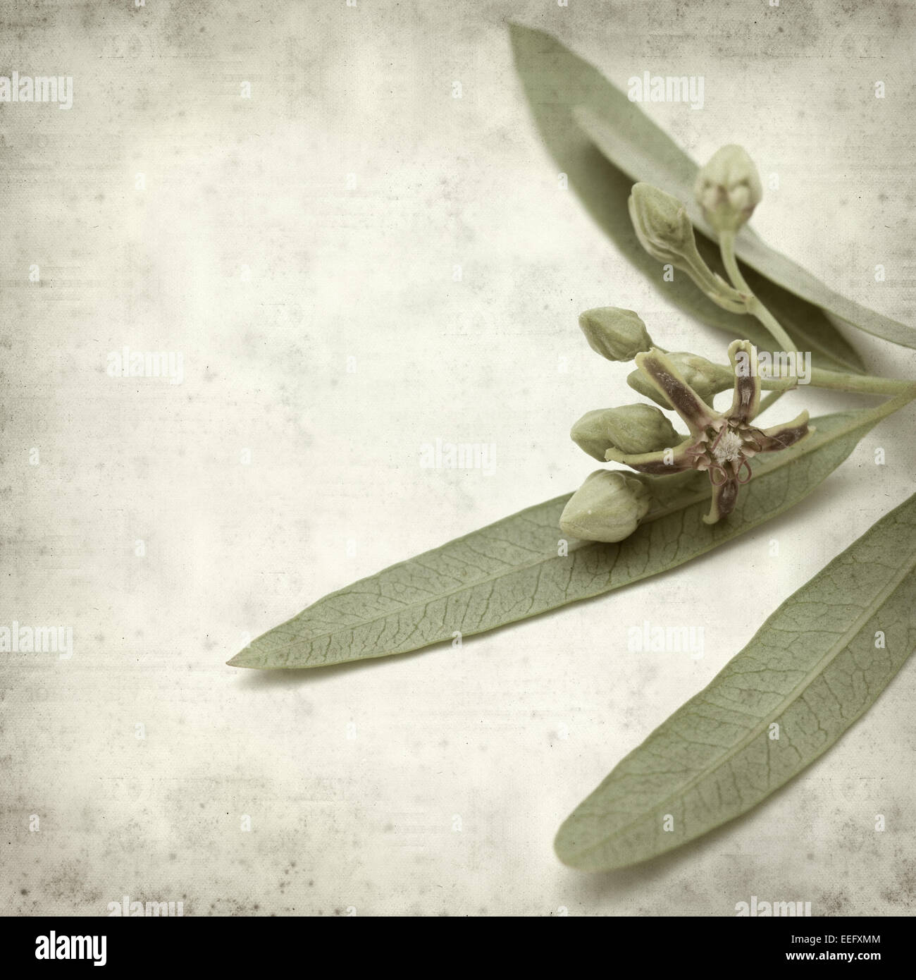 textured old paper background with dogbane Periploca Laevigata Stock Photo