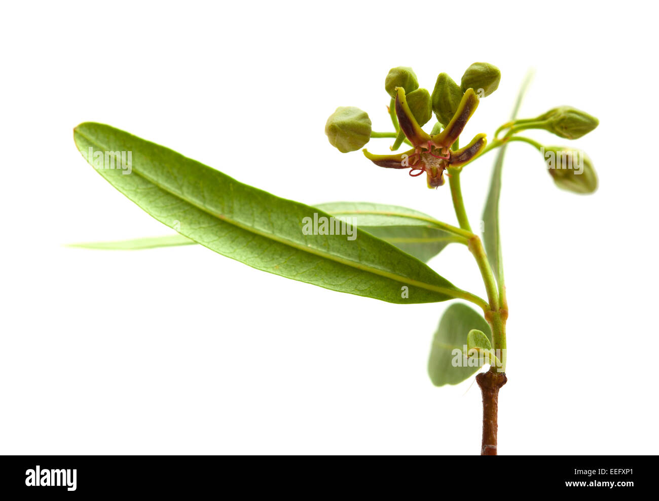 flowering dogbane Periploca Laevigata isolated on white background Stock Photo
