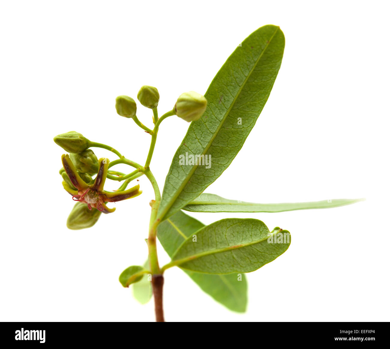 flowering dogbane Periploca Laevigata isolated on white background Stock Photo
