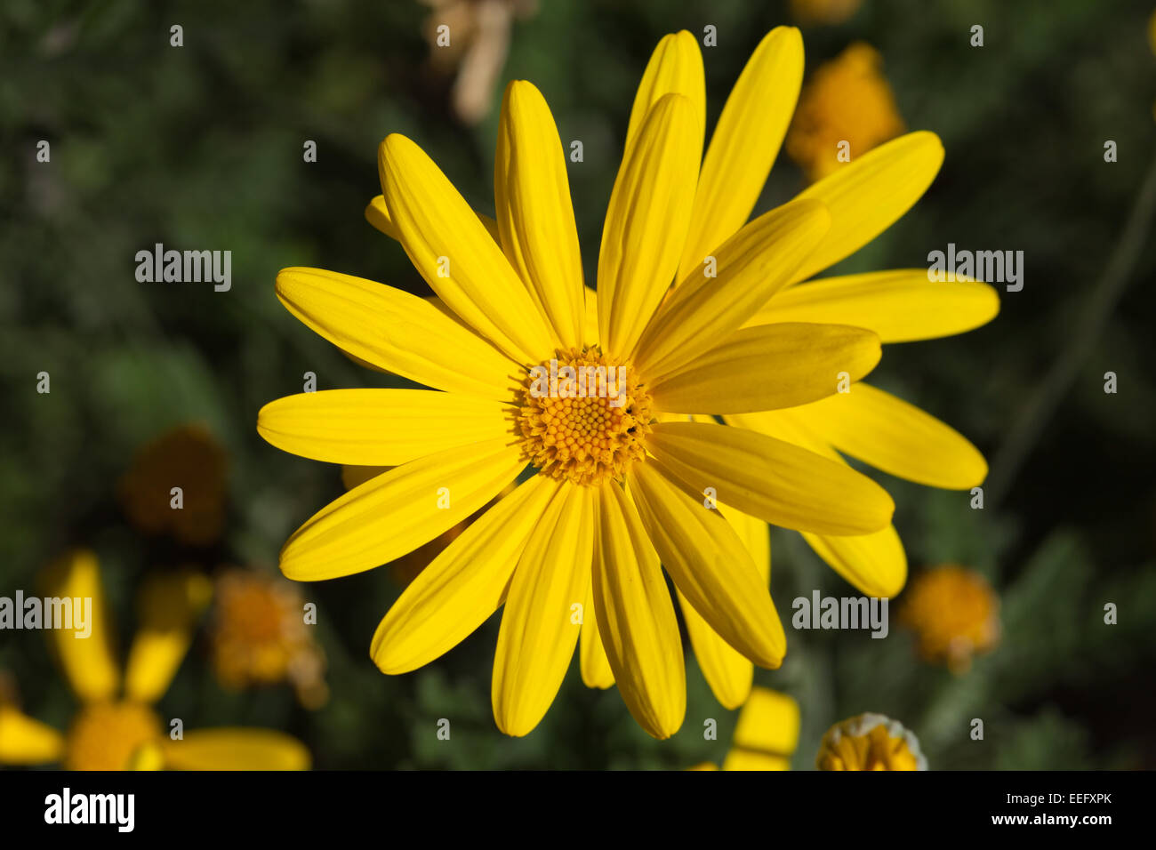 yellow flowers of euryops natural floral background Stock Photo