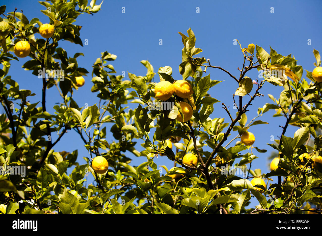 Lemons growing on a lemon tree Stock Photo Alamy