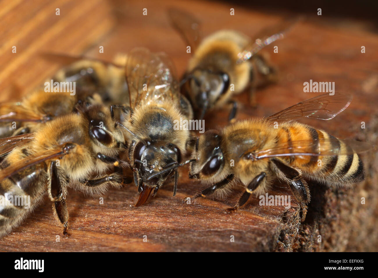 Berlin, Germany, honey bees in food transfer Stock Photo Alamy