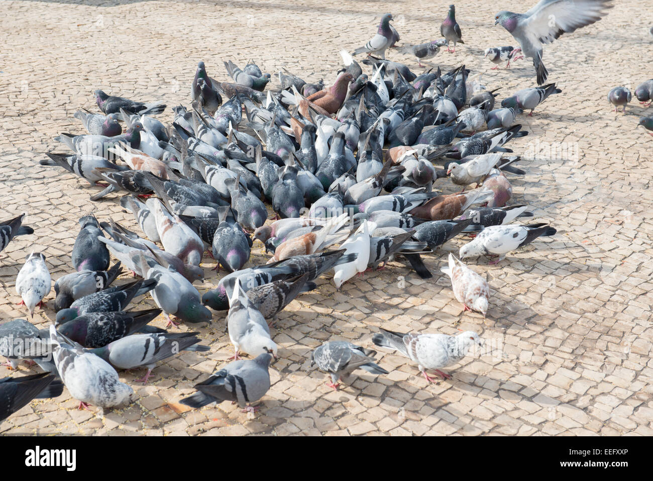 Pigeons feeding Stock Photo