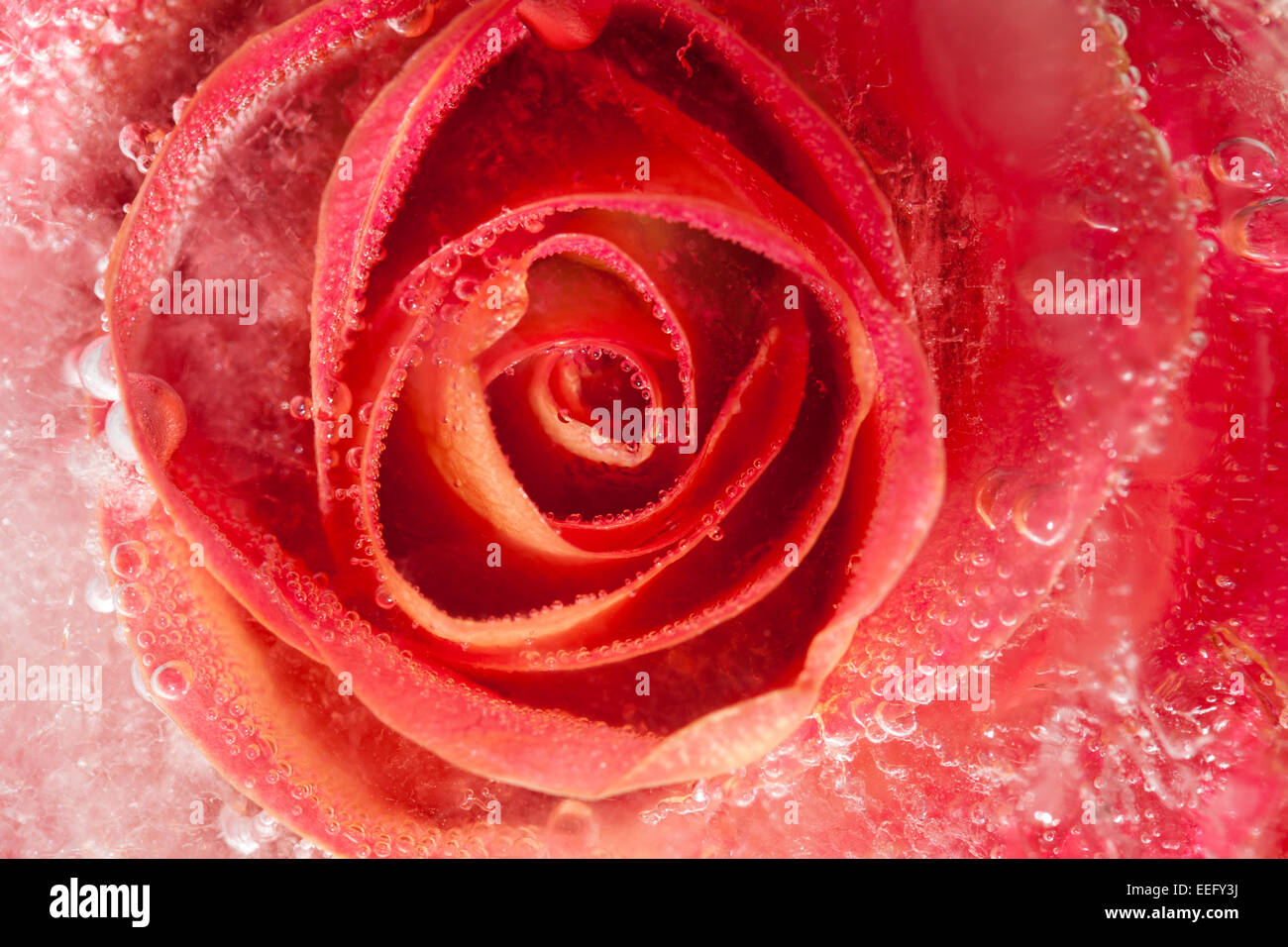frozen flora, rose flower frozen into ice block Stock Photo