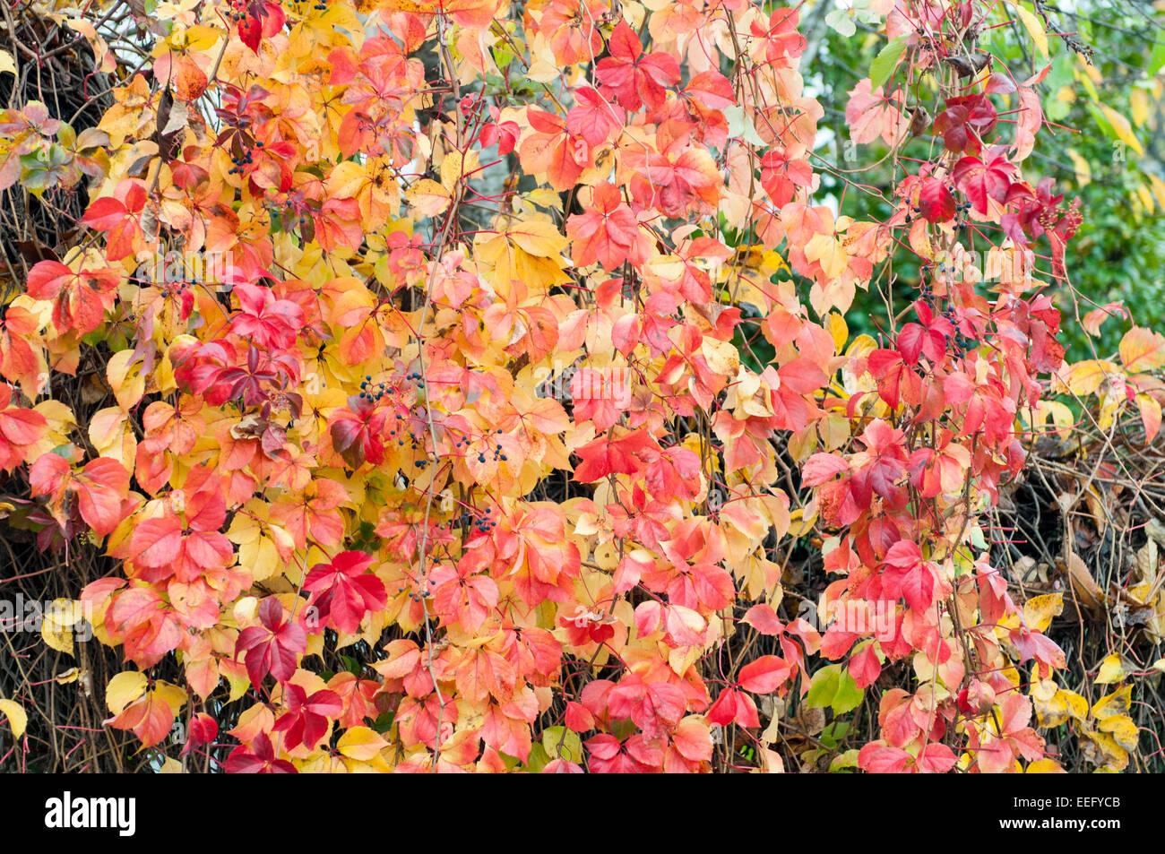 Ivy leaves in autumn, Mount Pelion, Central Greece Stock Photo