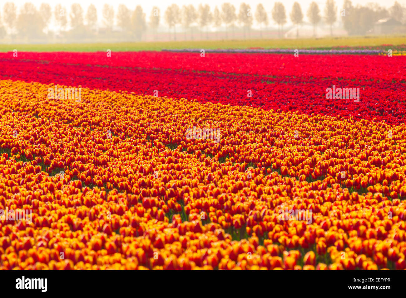 Colorful tulip fields in summer time, Netherlands Stock Photo - Alamy