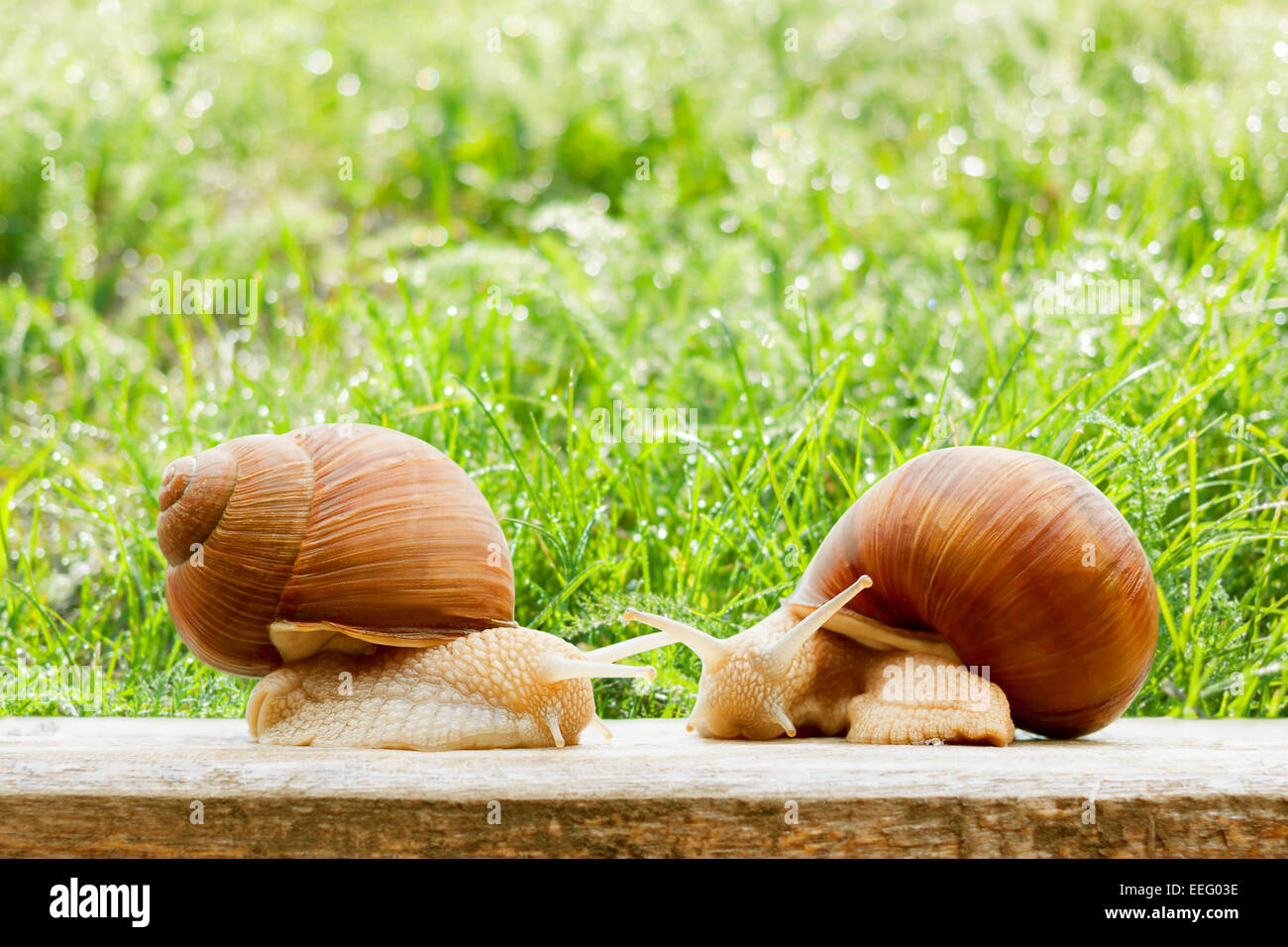 snails two big spring summer garden fresh grass drops Stock Photo