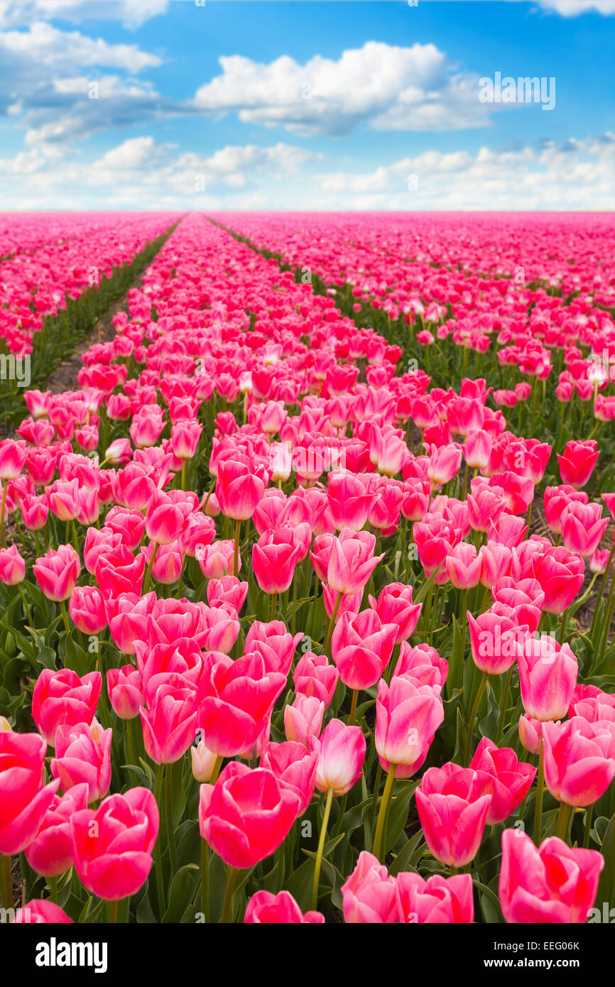 Pink tulips field view during sunny summer day Stock Photo - Alamy
