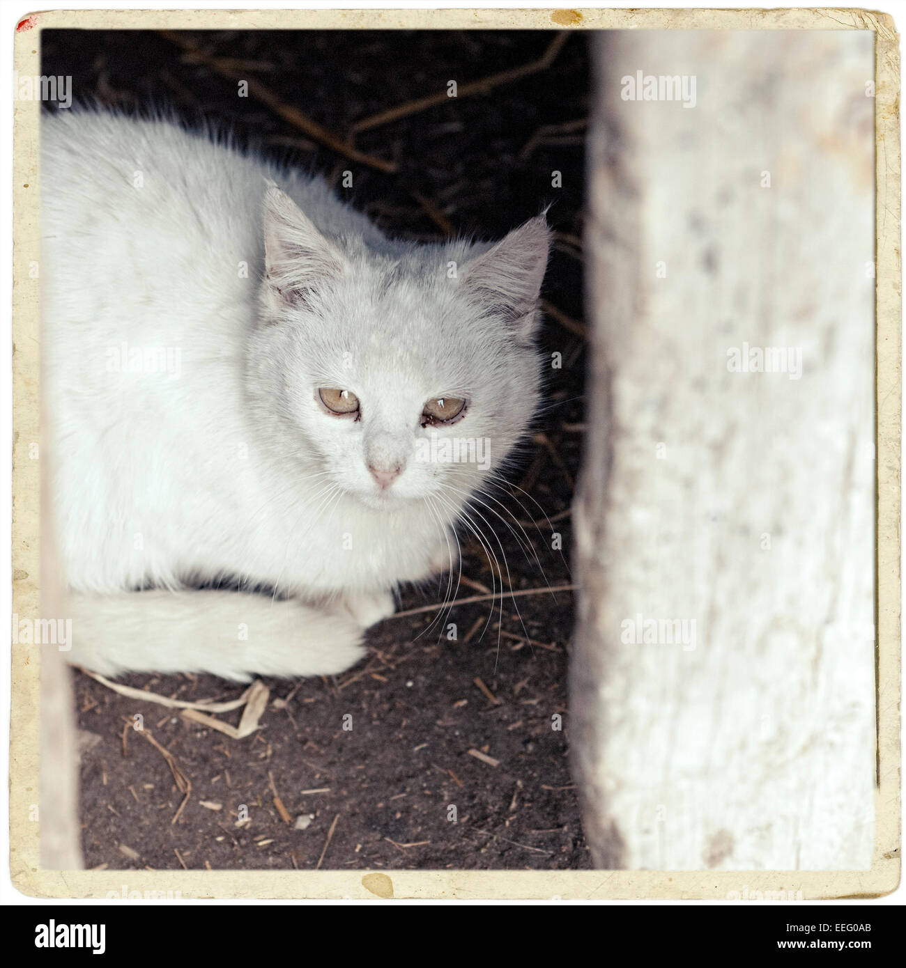 White cat sitting under the table Stock Photo Alamy