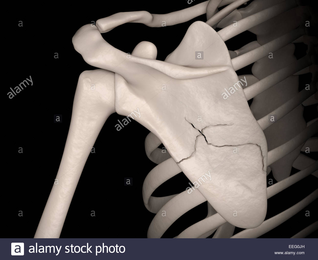 Scapula Stock Photos & Scapula Stock Images Alamy
