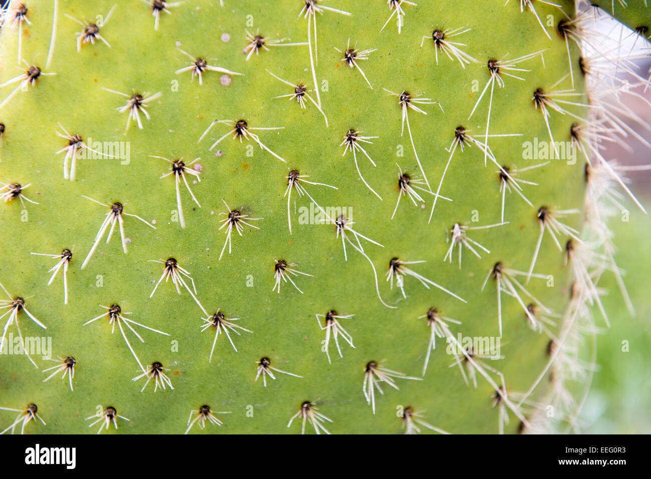 Cactus spine Stock Photo