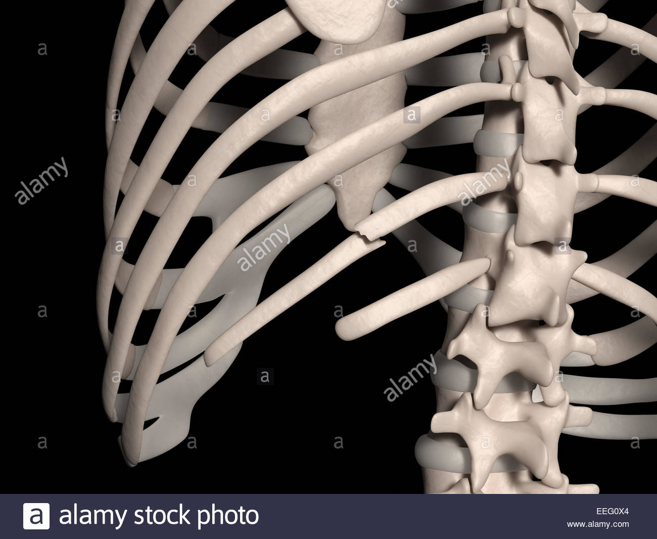 Rib Cage And Human High Resolution Stock Photography and Images Alamy