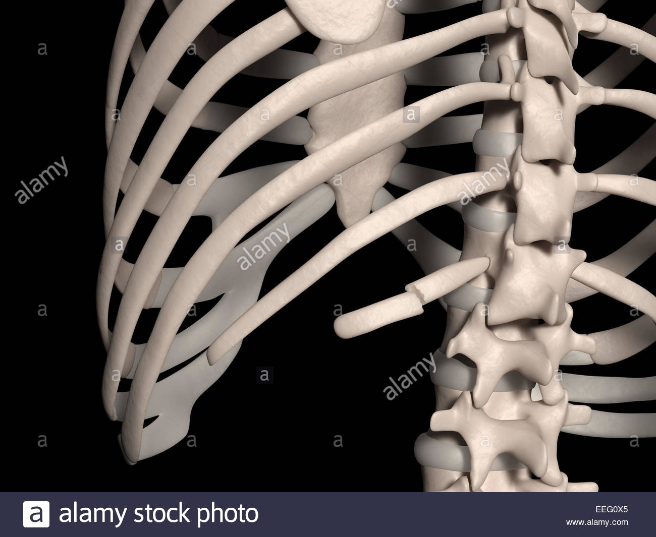 Floating Ribs Stock Photos & Floating Ribs Stock Images Alamy