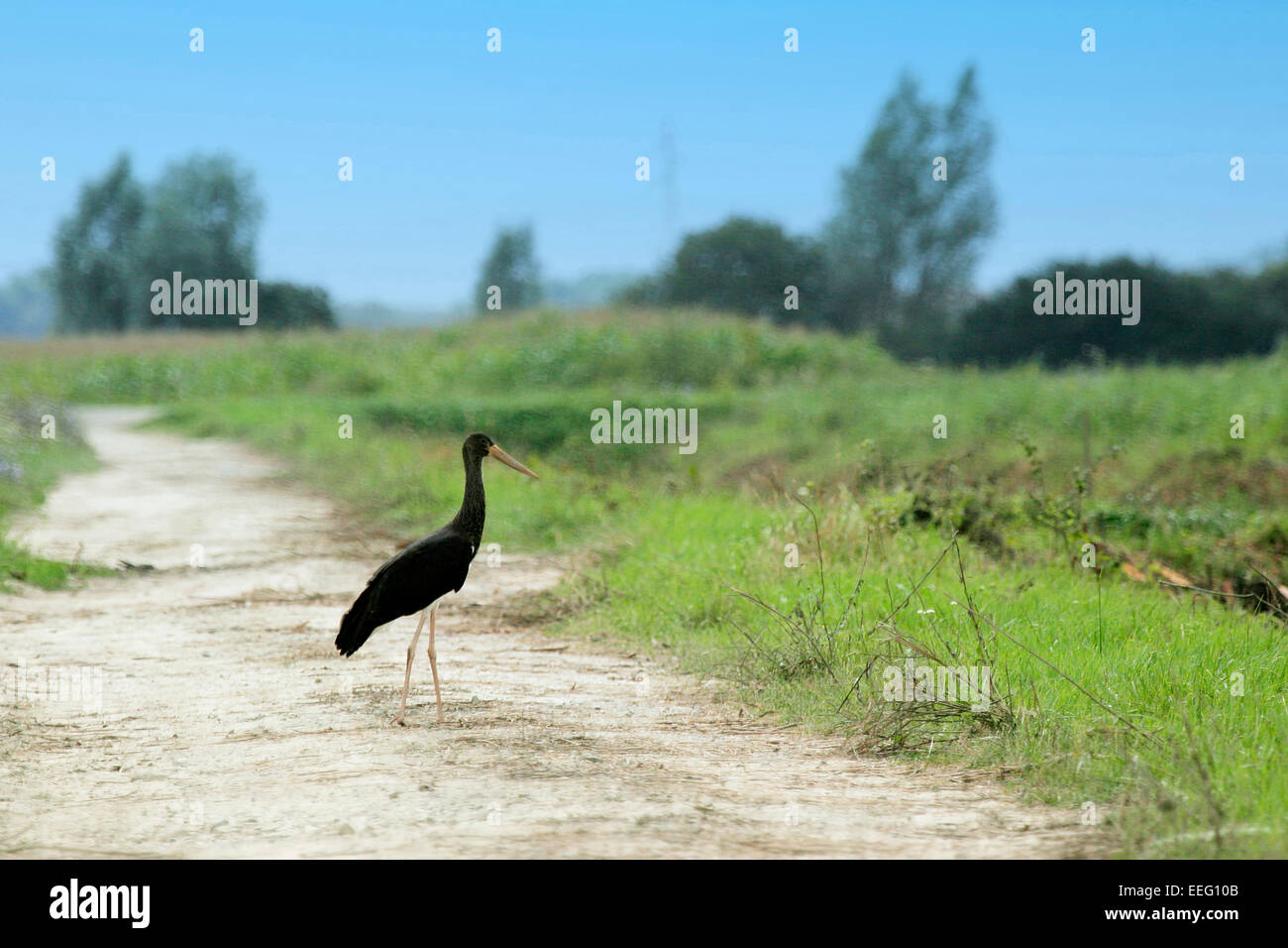 A black stork standing in a pathway in countryside Stock Photo - Alamy