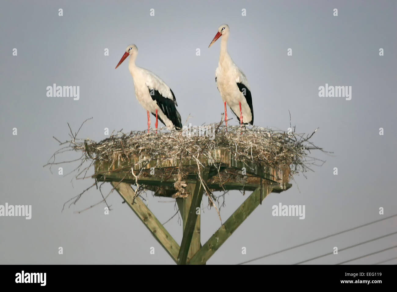 Two white storks standing in a nest Stock Photo - Alamy