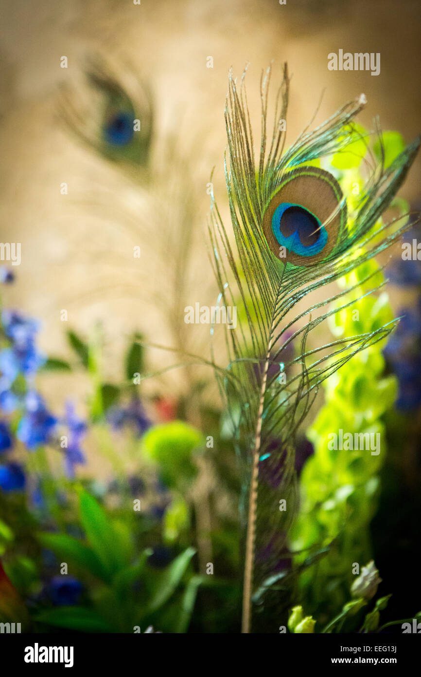 flower arrangement with peacock feathers Stock Photo Alamy