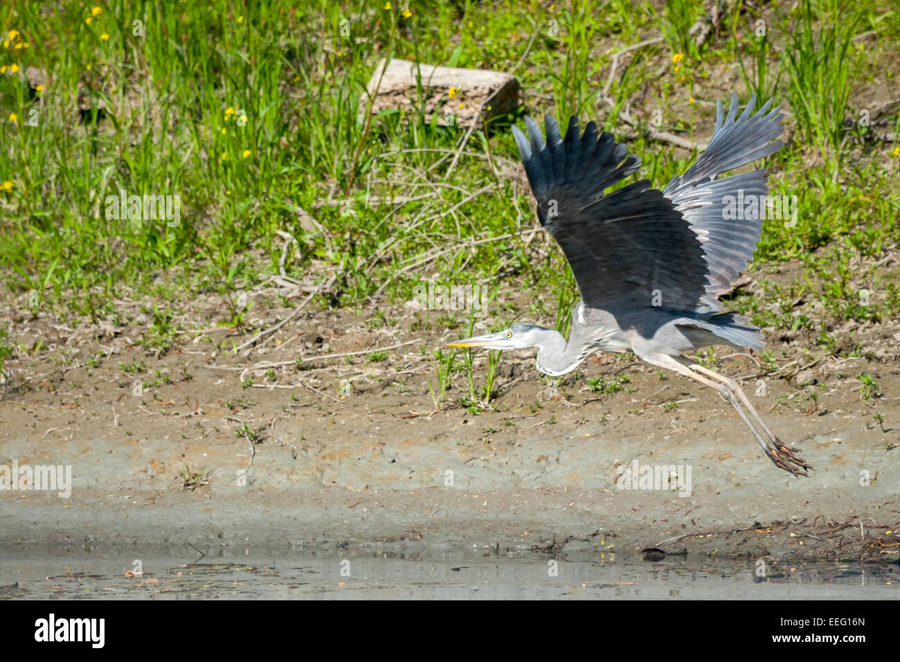 A grey heron flying in the nature above water. Stock Photo