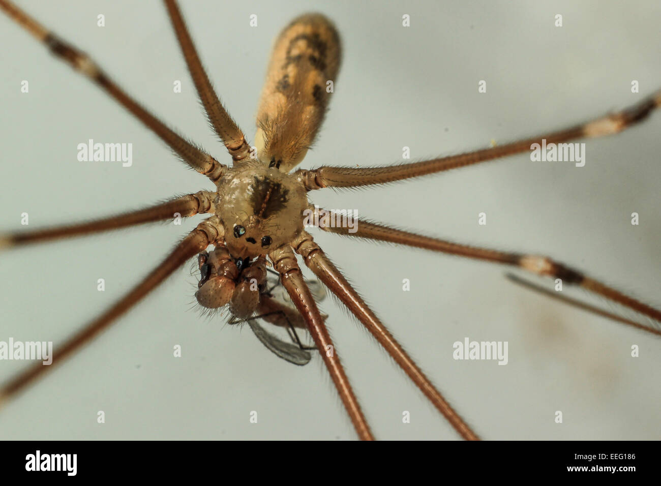 Pholcidae (Cellar Spider) eating a bug Stock Photo Alamy