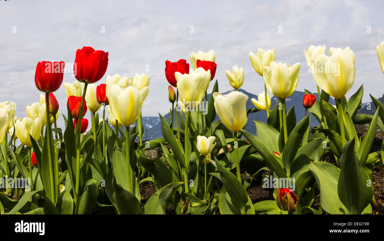 Field of red and white tulips against a distant mountain background in early spring. Stock Photo