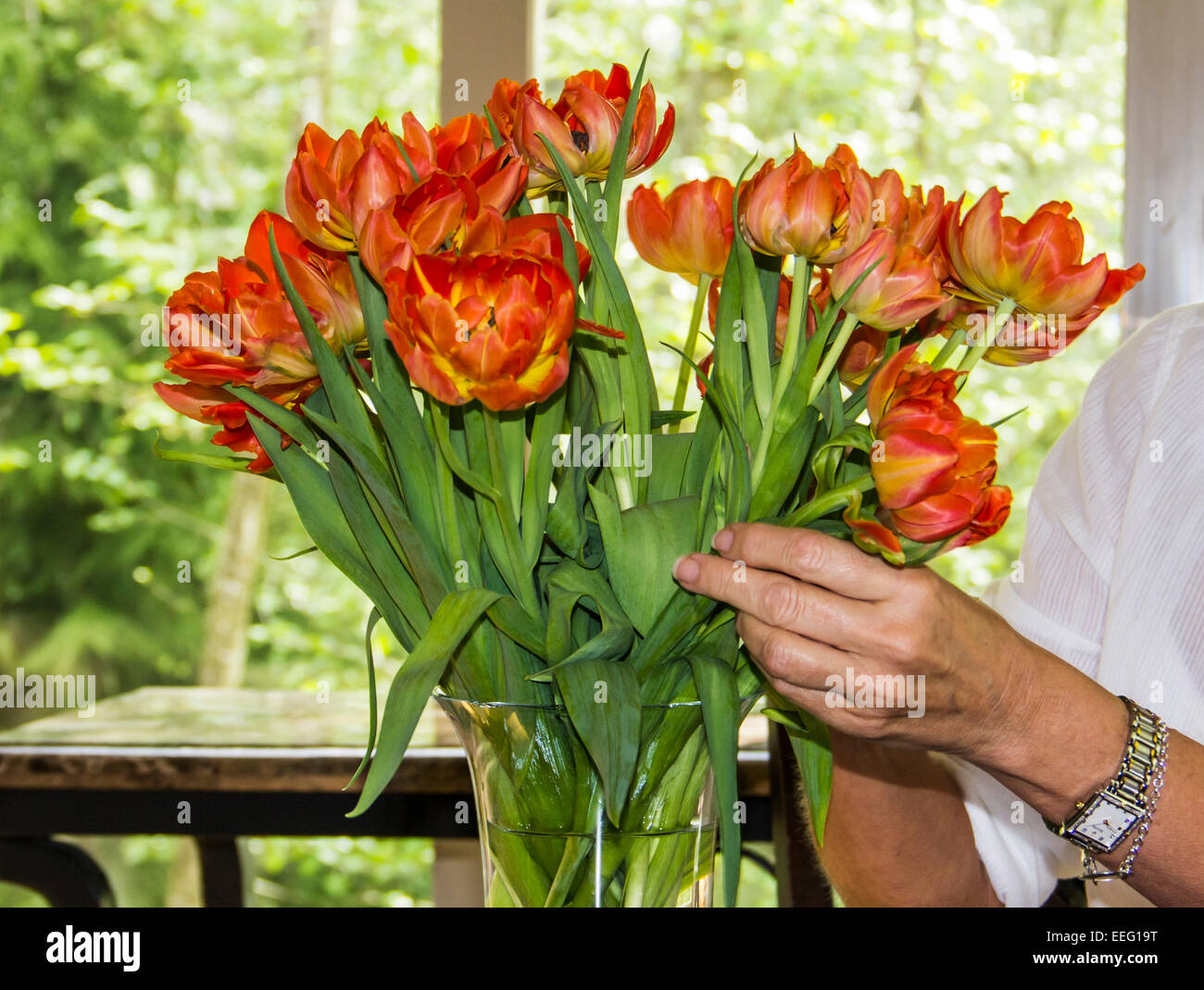 Woman arranging a bouquet of red and yellow fresh tulips in a clear glass vase. Stock Photo