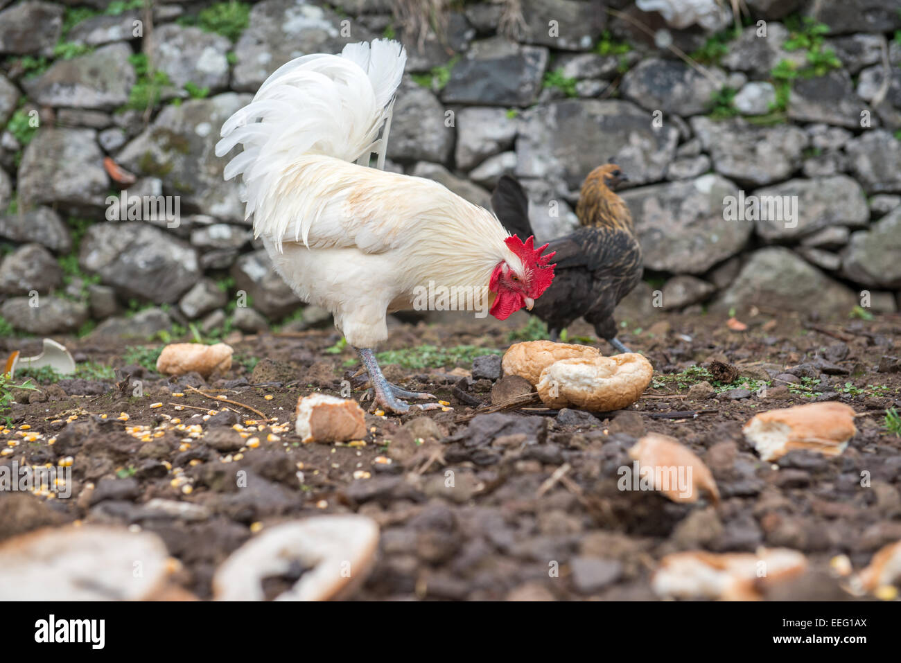 Feeding cockerel Stock Photo