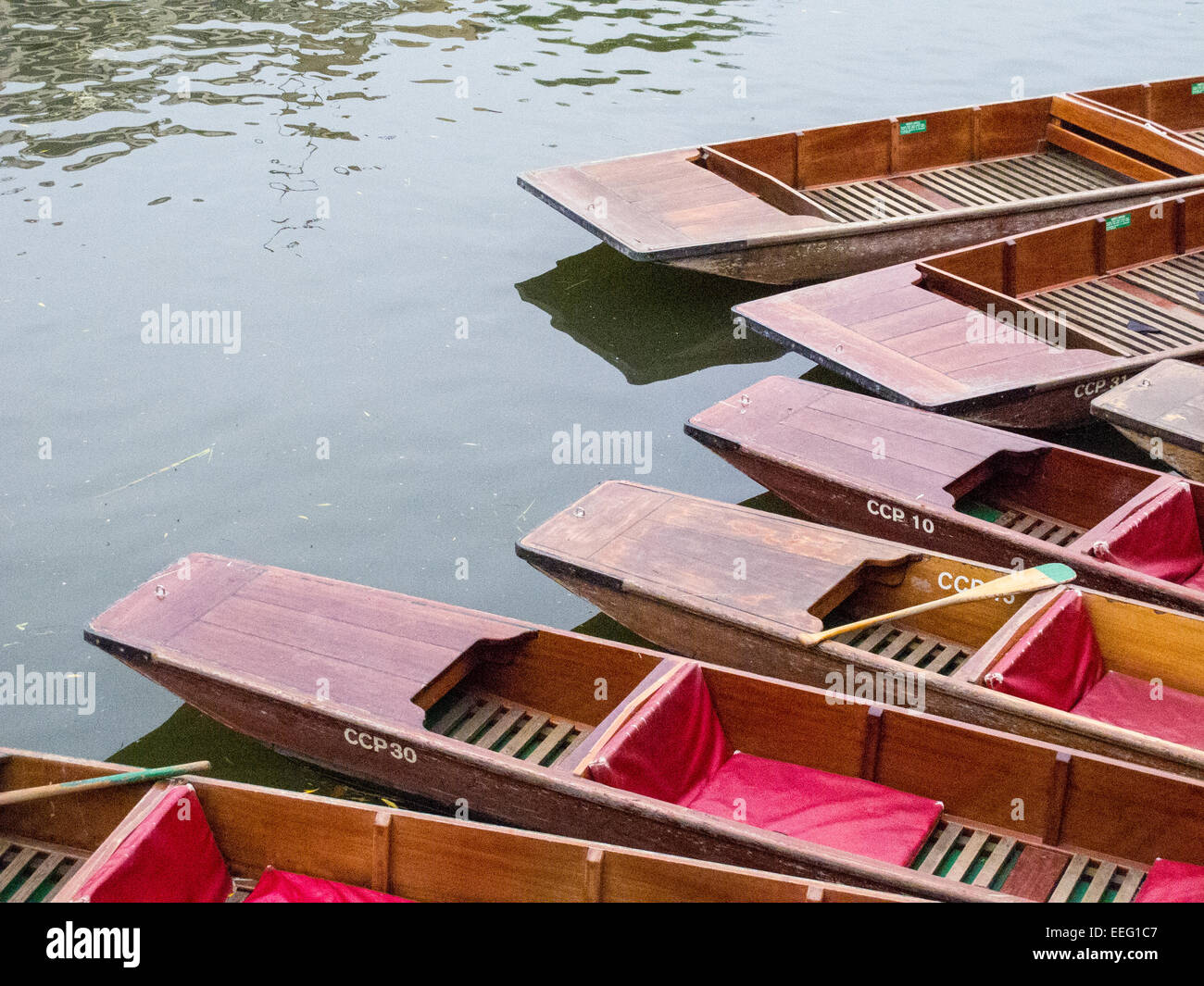 Punting boats tied together in Cambridge, England Stock Photo