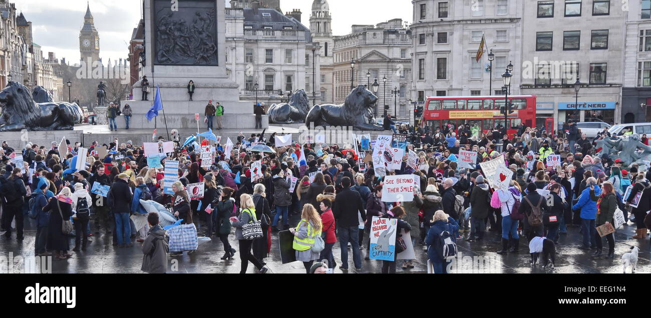 London, UK, 17th January 2015 : More than a thousand people, some dressed as dolphins and others carrying them, rally against the bloody annual dolphin slaughter in Taiji cove, Japan and the cruelty of keeping captured dolphins in visitor attractions in London.  Credit:  See Li/Alamy Live News Stock Photo