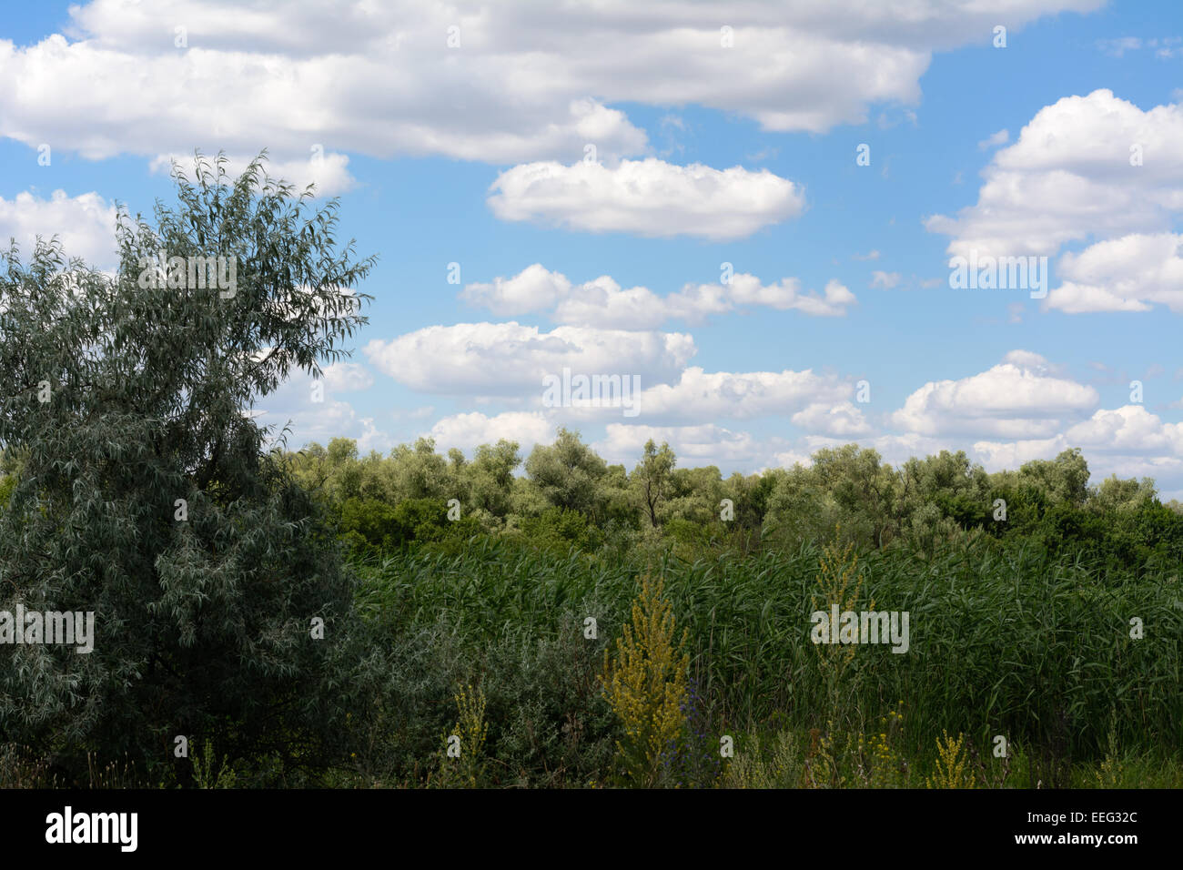 Sky with clouds over the forest Stock Photo - Alamy
