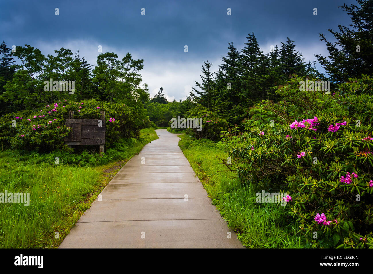 Path through the Roan Mountain Rhododendron Gardens, near Carvers Gap