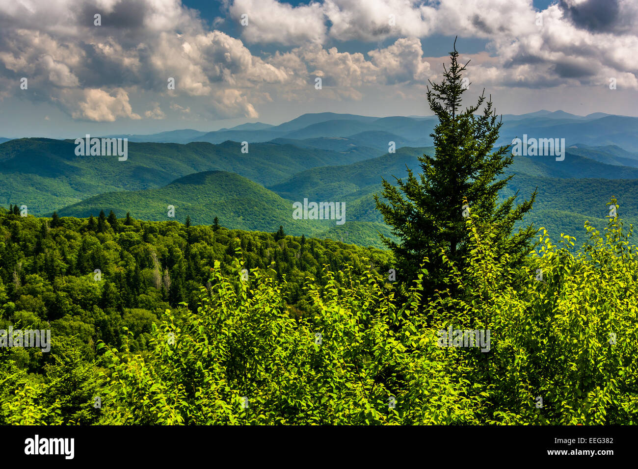 Pine tree and view of Appalachian Mountains from the Blue Ridge Parkway