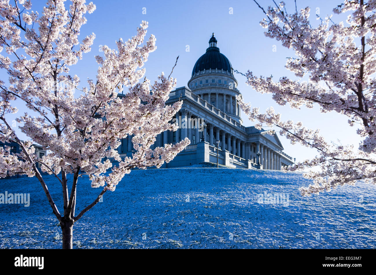 Yoshino cherry blossoms utah state capitol building hires stock