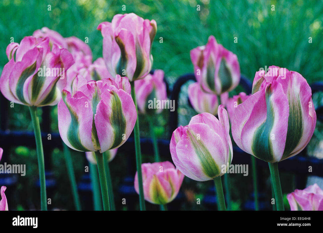 Tulips, Lauritzen Gardens, Omaha's botanical center, Nebraska, USA Stock Photo
