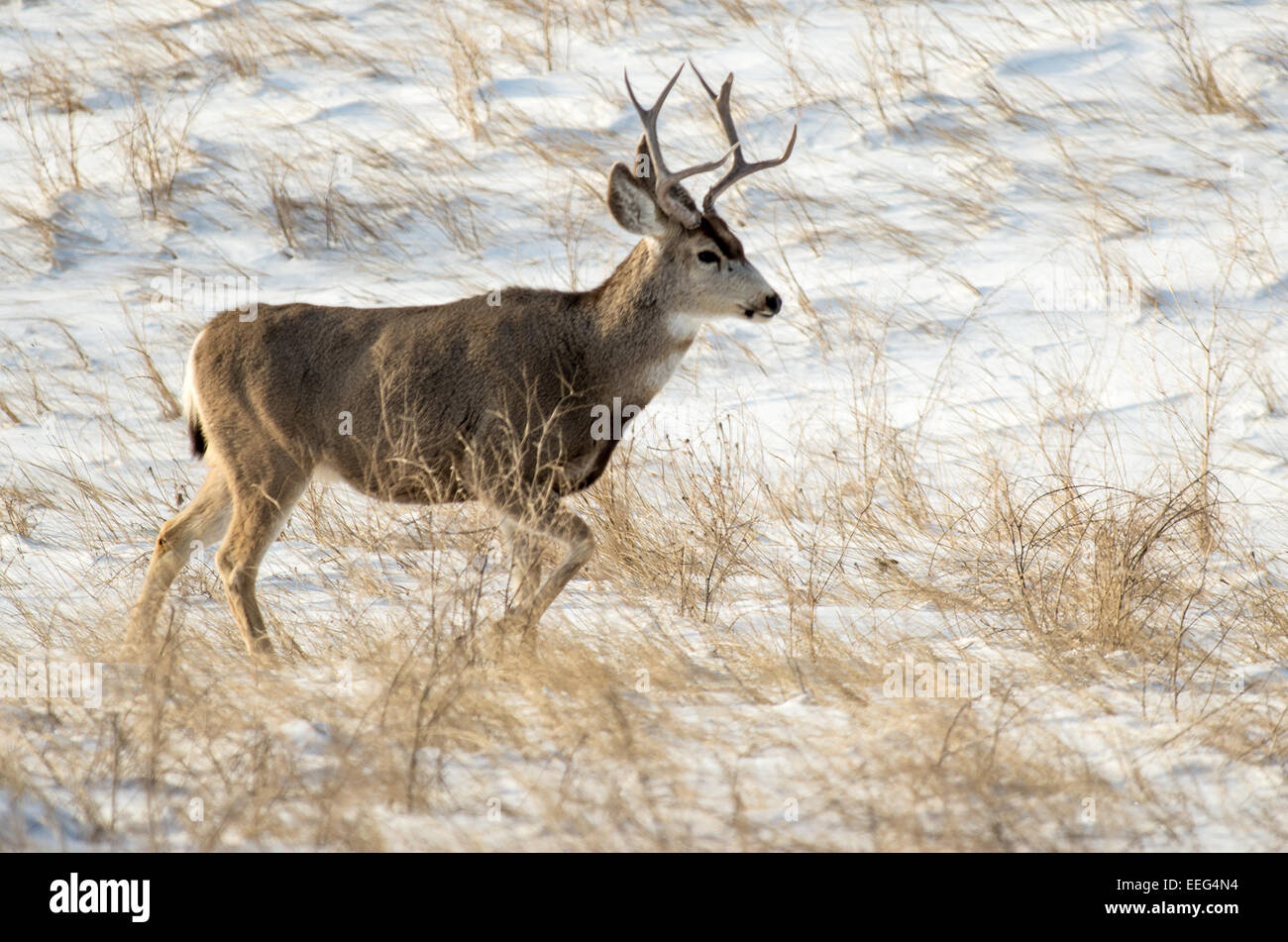 Mule deer buck in the winter in the Badlands National Park of South