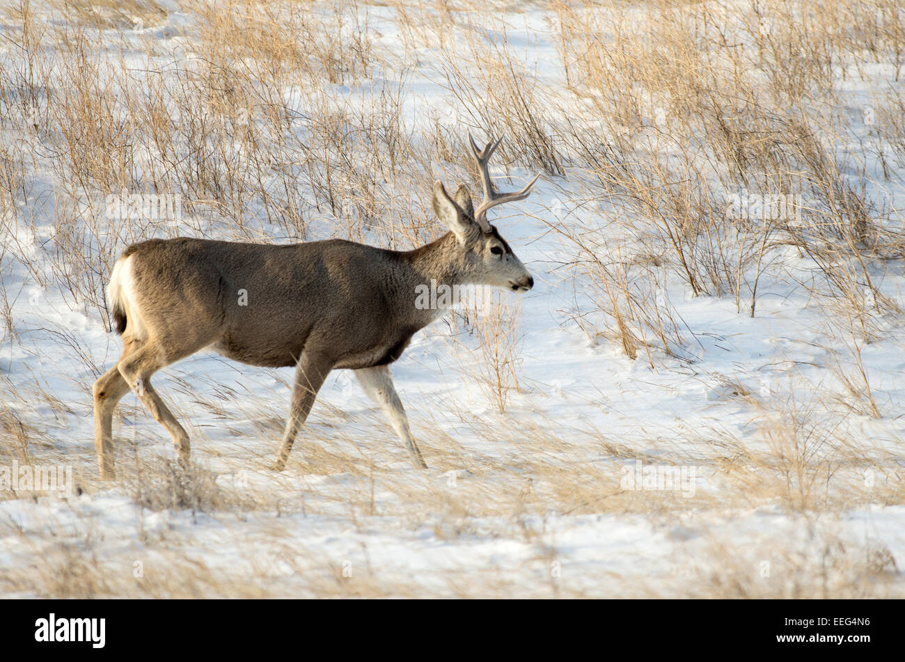 Mule deer buck in the winter in the Badlands National Park of South