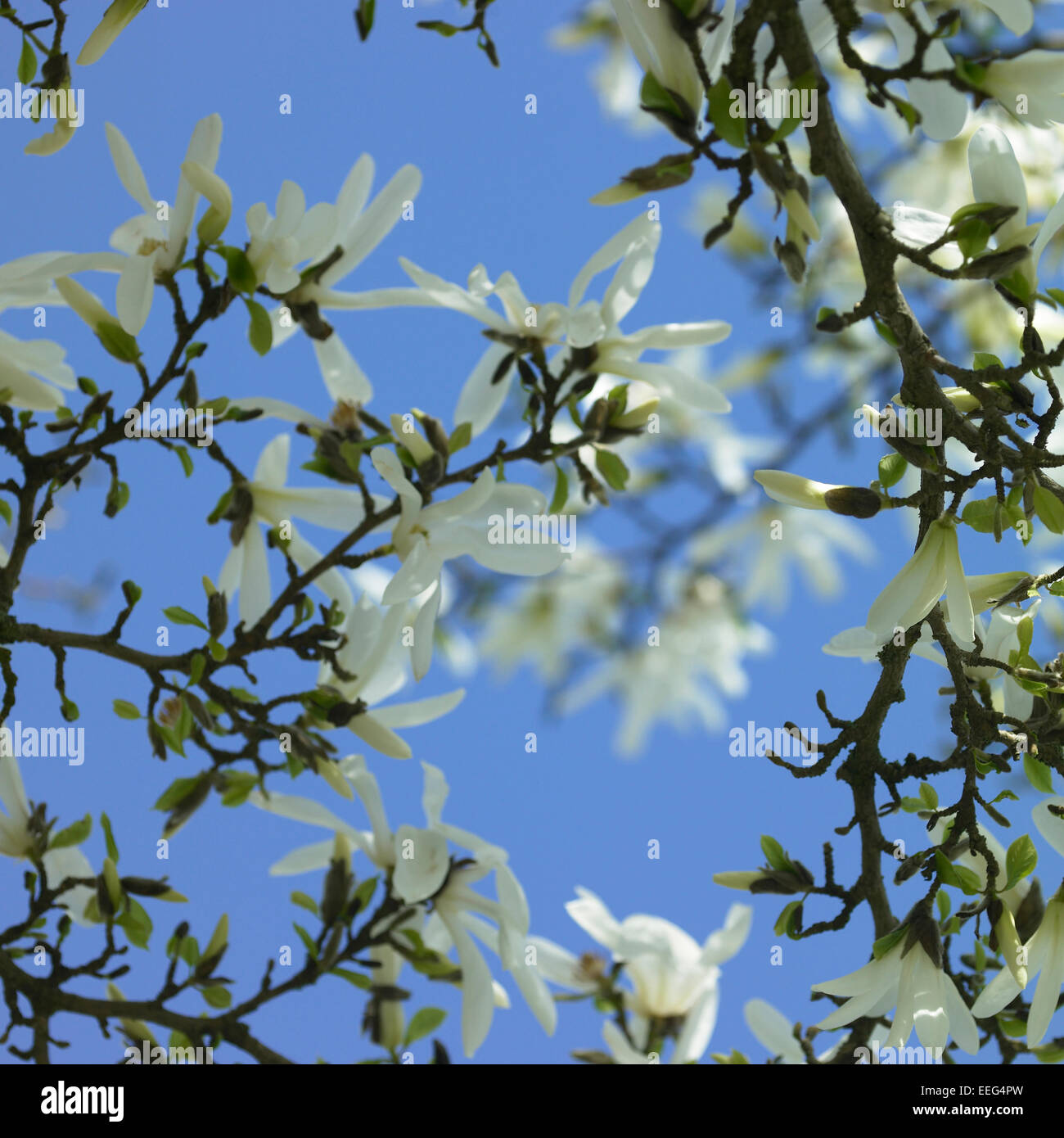 White blooming spring flowers on a tree Stock Photo Alamy