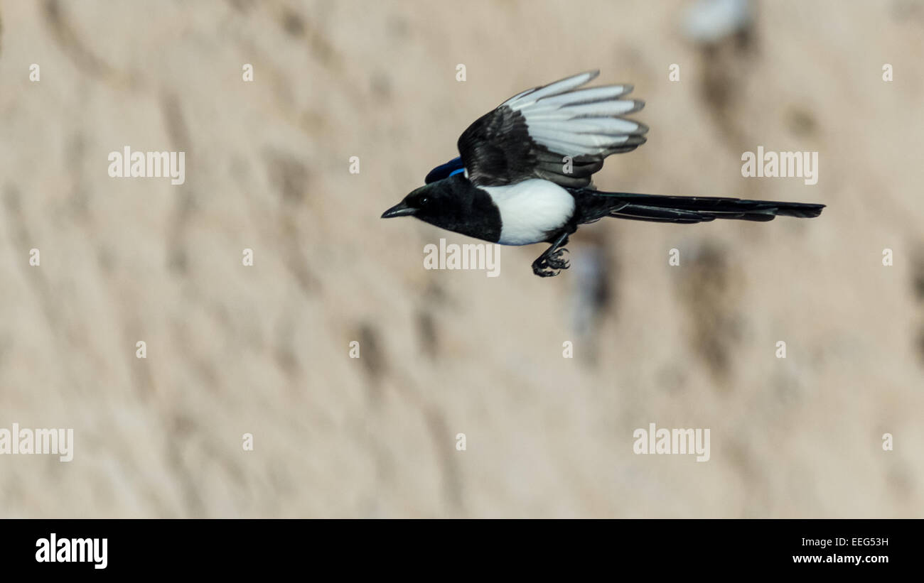 A blackbilled magpie flies in the Badlands National Park of South