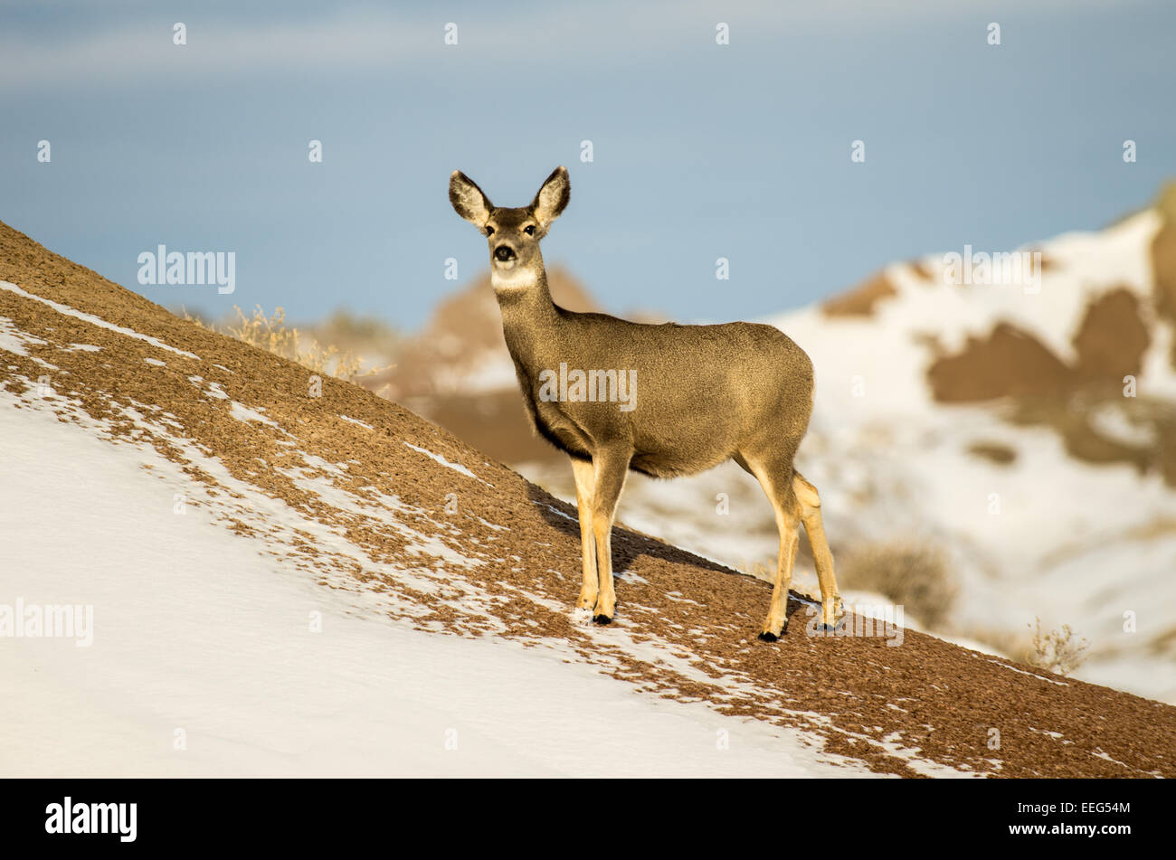 Mule deer doe in the winter in the Badlands National Park of South