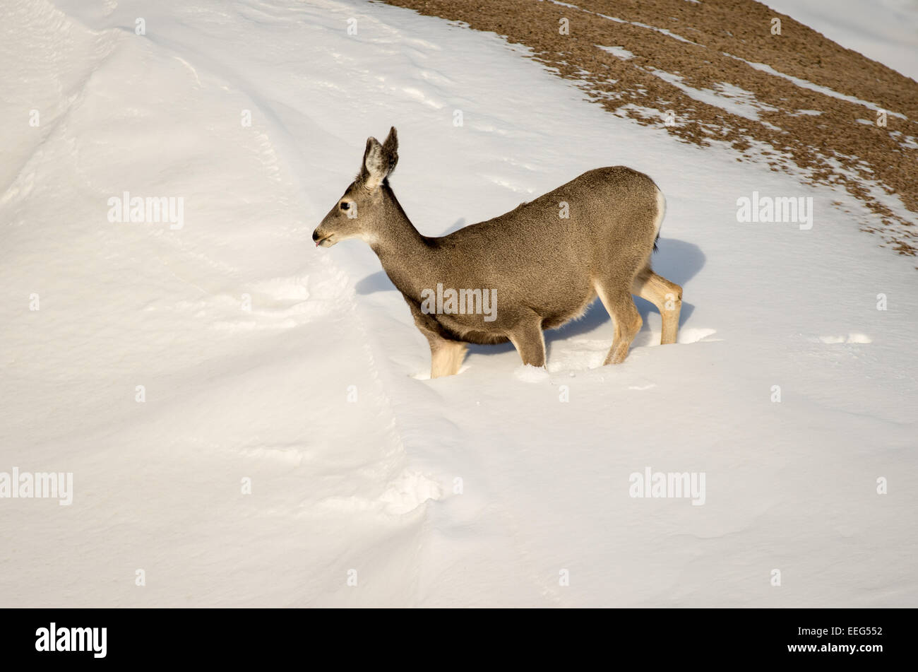 Mule Deer Doe In Winter Stock Photos Mule Deer Doe In - 
