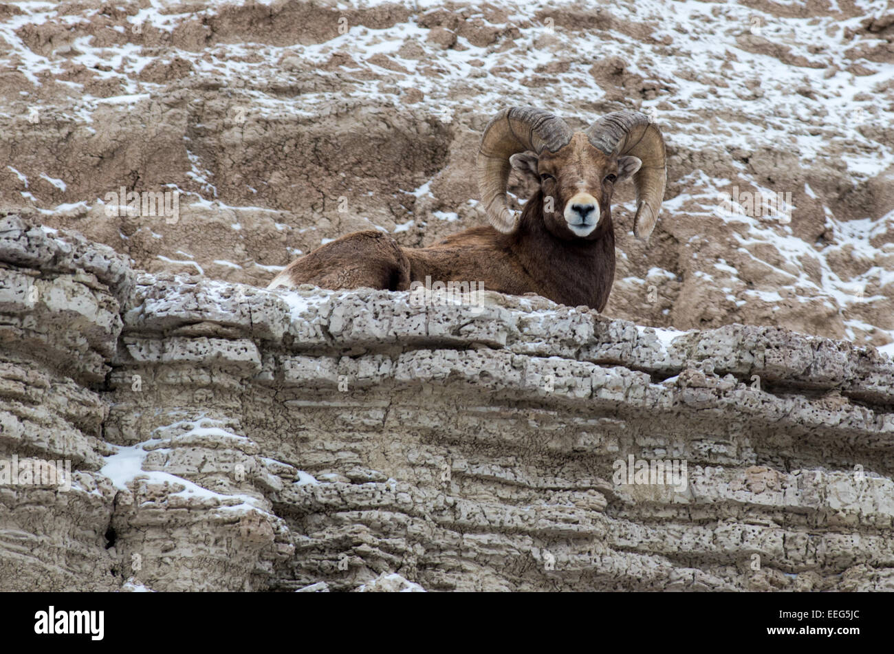 A bighorn sheep ram rests on a cliff in the Badlands National Park in