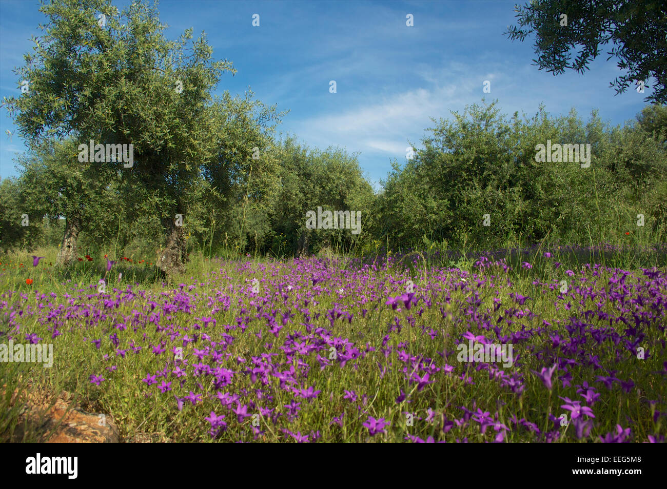Field with wild flowers Stock Photo - Alamy