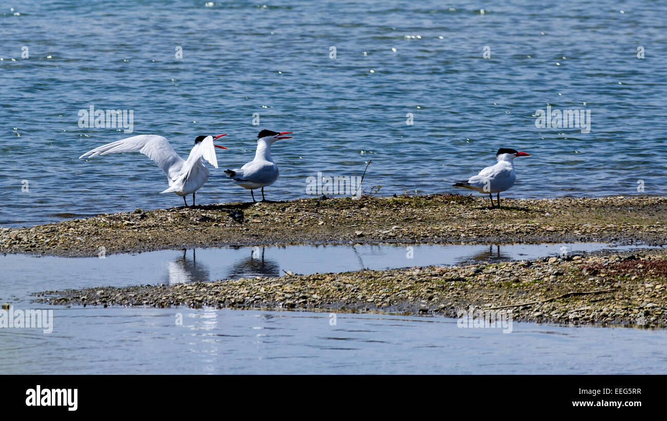Gravel bar hires stock photography and images Alamy
