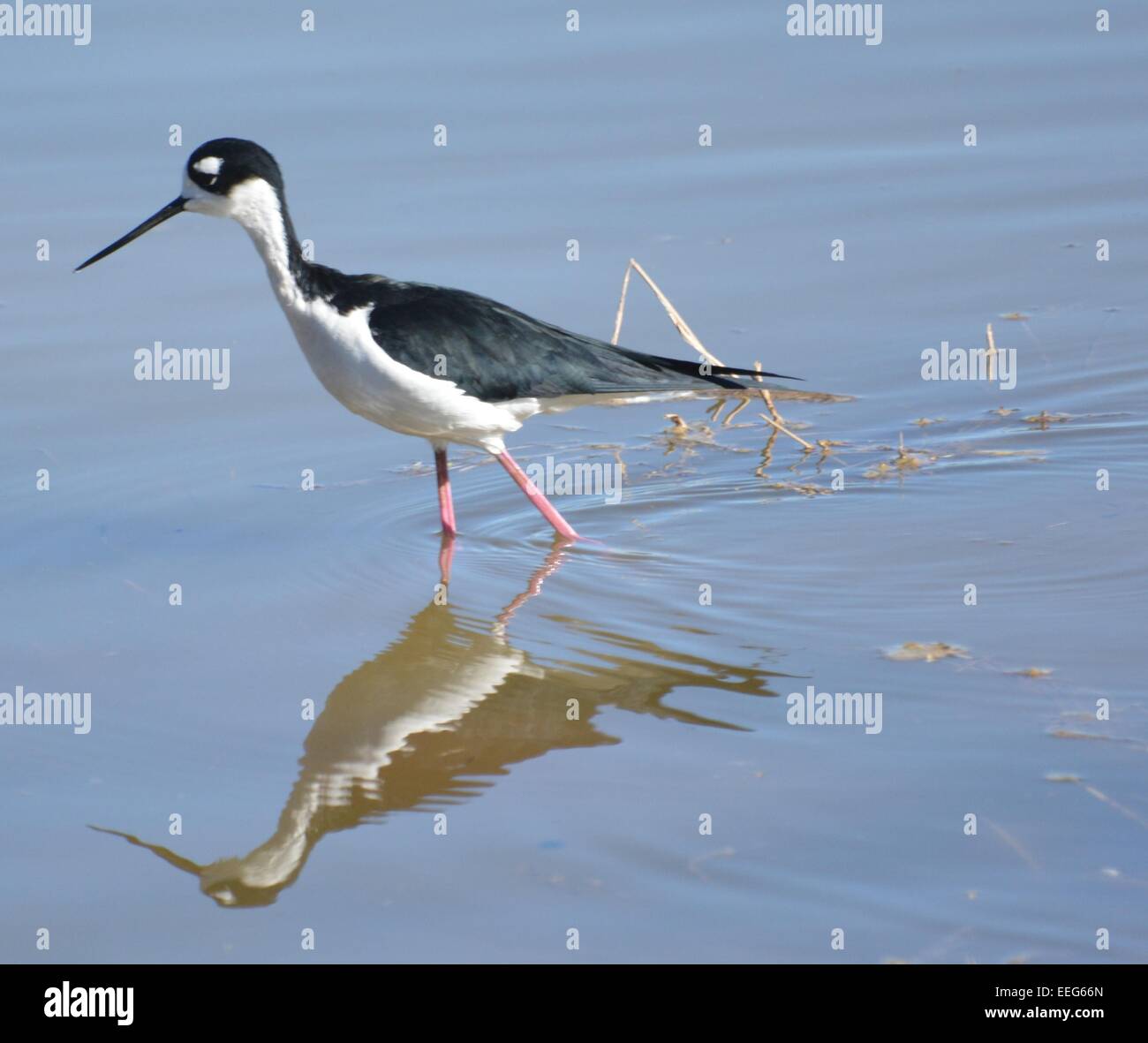 Bird in water Stock Photo - Alamy