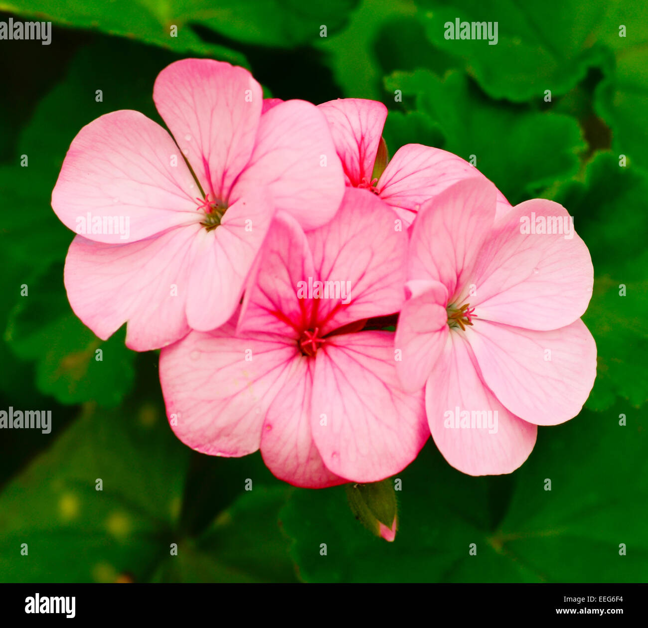 A cluster of pink geraniums. Stock Photo
