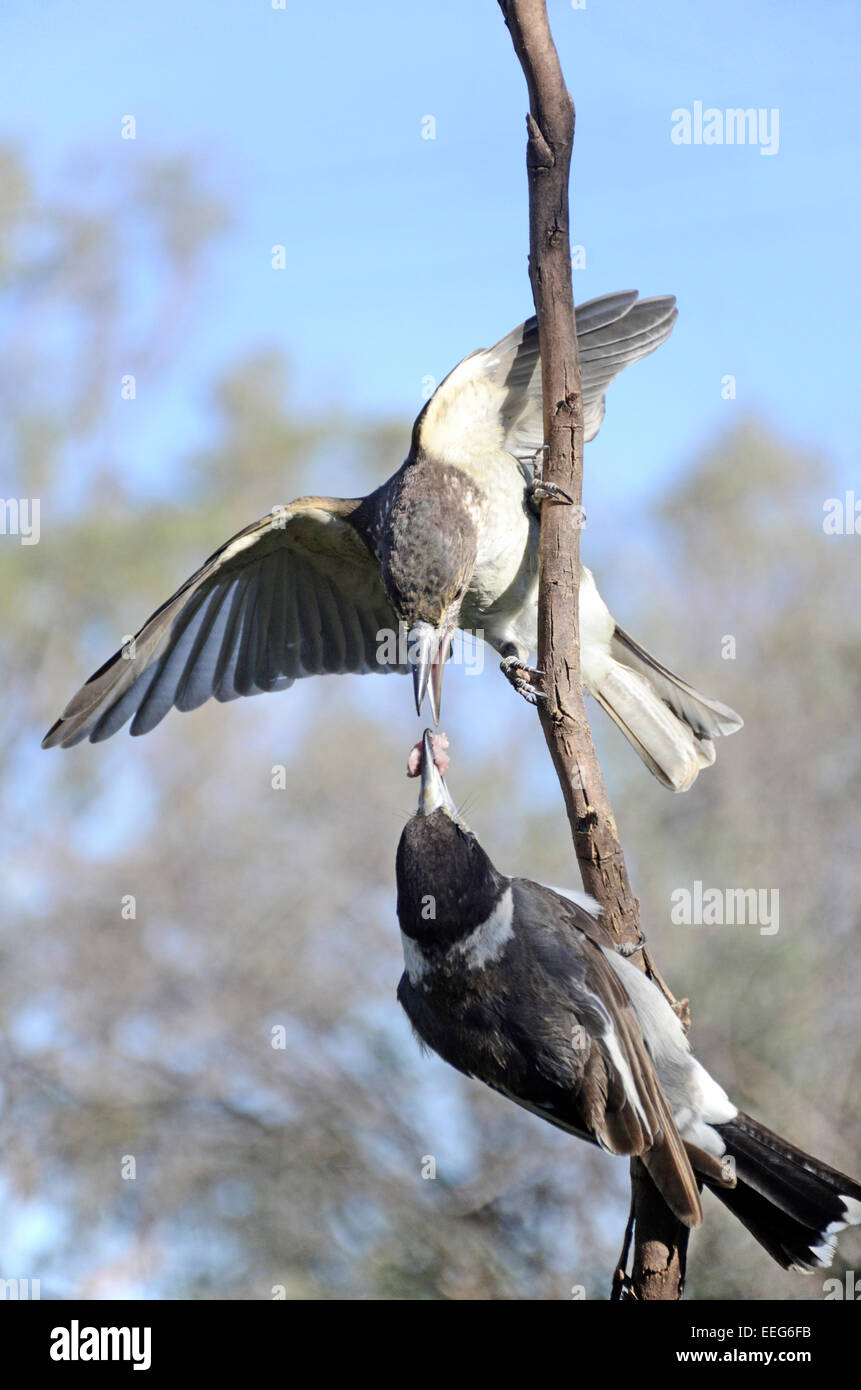 Australian Grey Butcherbird, Cracticus torquatus feeding young Stock Photo